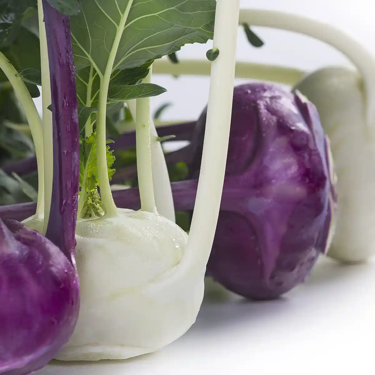 Katalogaufnahmen von Kohlrabi